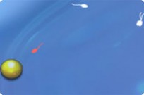 Eggventure -the Sperm Assault