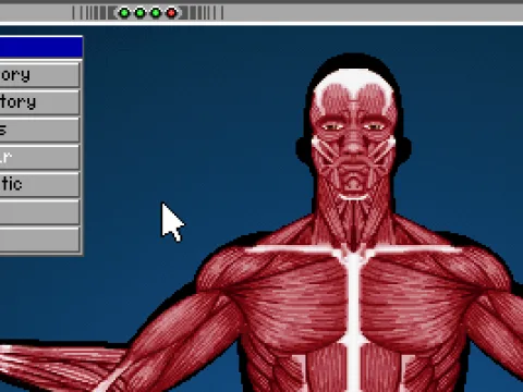 Muscular layer of the body