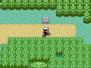 New tall grass ... you disappear from sight (mostly) in this grass