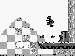 Then it splits into smaller tomatoes which can be collected.